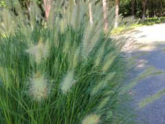 -永定河休闲森林公园