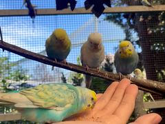 -西霞口神雕山野生动物世界