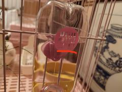 -宠物兔专门店(天丰利市场店)