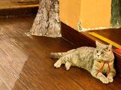 -猫岛主趣味餐厅(鼓浪屿店)