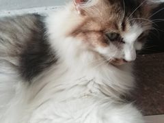-万小咖.猫咖(中山路天虹店)