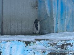 -海合安青岛极地海洋公园