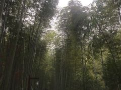 -镇江市南山风景名胜区竹林景区