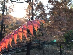 -白水寺森林公园