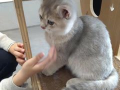 -飞行喵MR PILOT|猫舍·猫咖(静安大融城店)