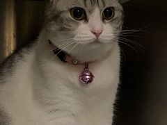 -芭比堂宠物医院·全科爱猫医院·仁德分院
