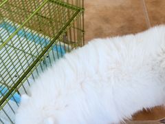 -Let's go狗咖·猫咖·奶狗·桌游(春熙路IFS店)