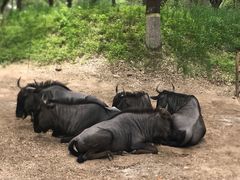 -北京野生动物园