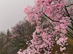 -九皇山景区
