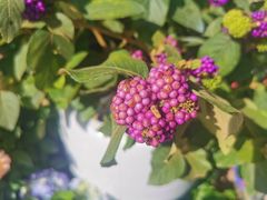 -溪岸路花鸟市场