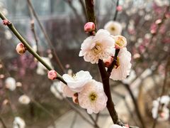 -北京鹫峰国家森林公园