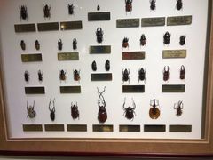 -上海昆虫博物馆