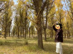 -金塔沙漠胡杨林景区