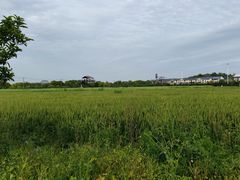 -苏州太湖西山岛开心农场