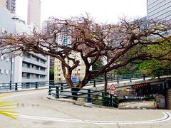 -香港大学