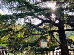 -莲花池公园