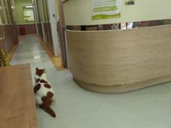 -瑞鹏宠物医院·宠保定点·心脏科·内科(御桥分院)
