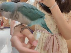 -帕帕拉兹宠物(亚洲旗舰店)