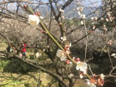 -香雪海