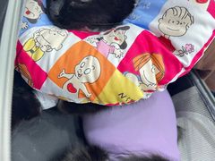 -瑞派宠物医院·犬猫全科·猫友好(宾水西道店)