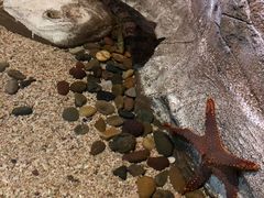 -芜湖新华联大白鲸海洋公园