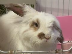 -宠物兔专门店(天丰利市场店)