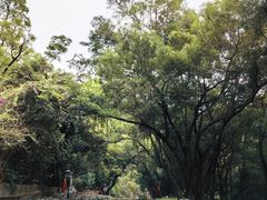 -板樟山森林公园