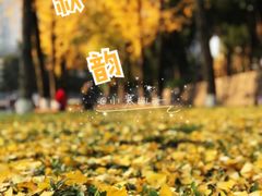 -重庆市江北嘴中央商务区中央公园