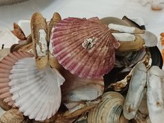 扇贝-船梆煮•蒸汽海鲜·生腌干蒸(五四广场店)