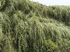 -府河摄影公园