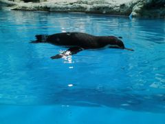 -帝企鹅自助餐厅•儿童岛•真企鹅(长隆企鹅酒店)