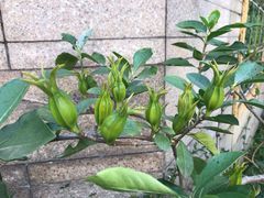 -广州神农草堂中医药博物馆