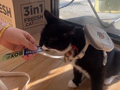 -瑞派·关忠动物医院猫科外科·异宠·24小时转诊中心(祥云店)