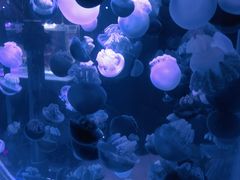 -海合安青岛极地海洋公园