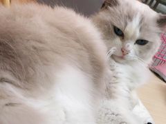 -猫咪派对(江南西店)