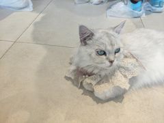 -怪兽屋·羊驼·猫咖·狗咖(俊华广场店)