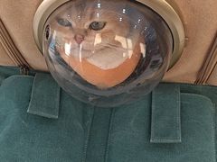 -德元·美联众合24小时动物医院(总院)
