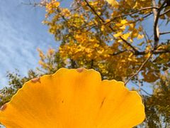 -汉长安城未央宫国家考古遗址公园