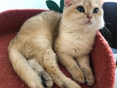 -猫腻·猫咖·撸猫馆(星光大道店)