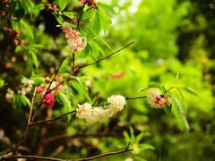 -南汇桃花村