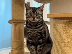 -有喵·猫咖·狗咖·30几只猫10只小狗(岗厦店)