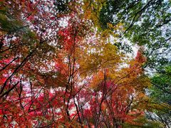 -昆山城市生态森林公园