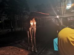 -清迈夜间动物园