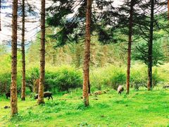 -硗碛藏寨·神木垒景区