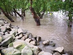 -宝安西湾红树林湿地公园