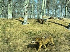 -北京野生动物园