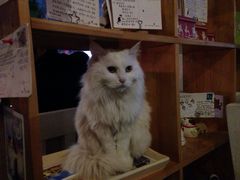 iphone_upload_pic-Anne猫窝咖啡屋