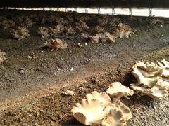 万源龙顺度假庄园采摘园-万源龙顺度假庄园生态观光园