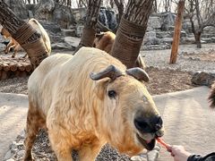 -北京野生动物园