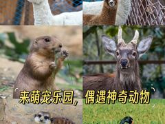 -佛冈森波拉度假区